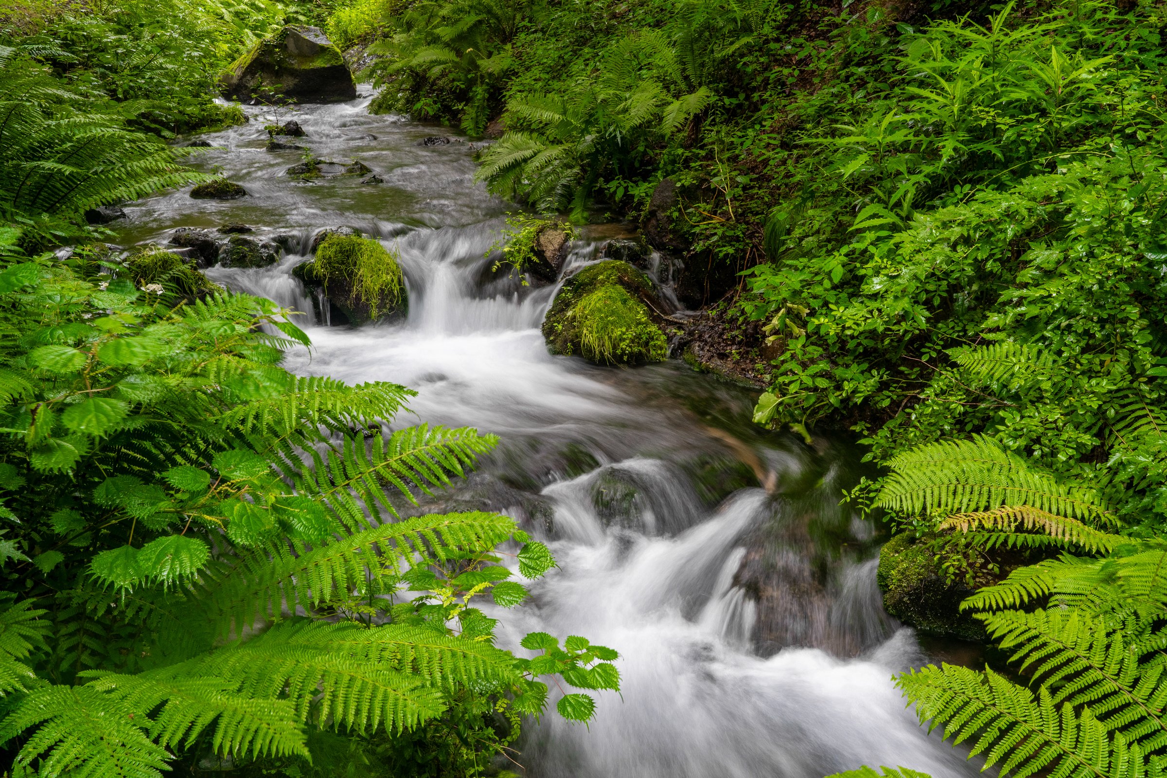 Rushing stream through lush ferns, long exposure